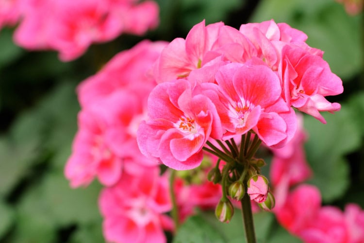Zonal geraniums are the most common type grown in backyard gardens