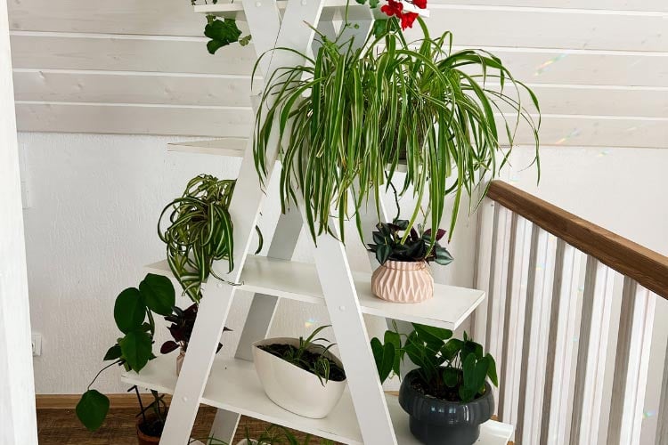The layered shelves make it easier to water every plant consistently