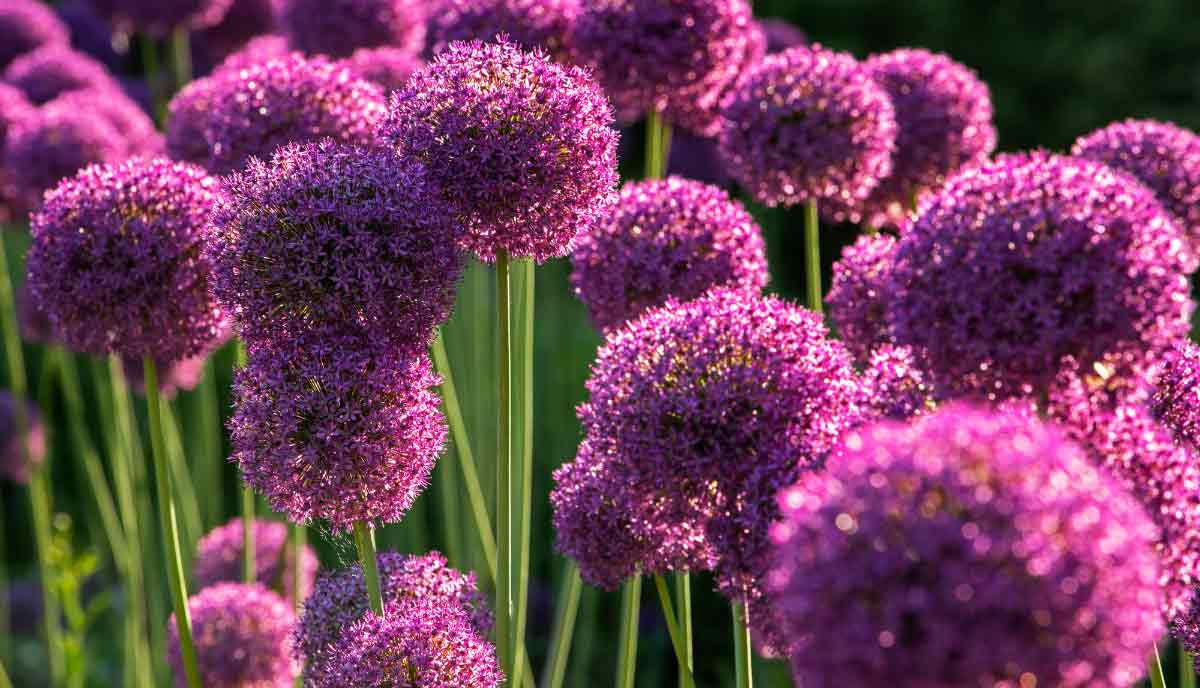 They bloom in early summer and stand tall above surrounding plants