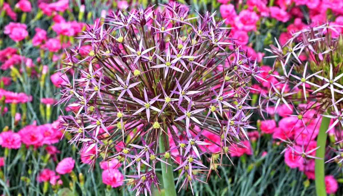 Globemaster is a popular hybrid known for its perfectly round dense purple flower heads