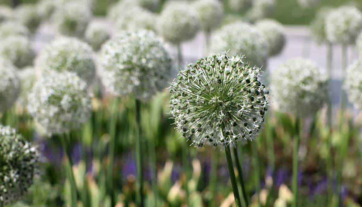 They bloom in late spring and add a clean elegant look to garden beds