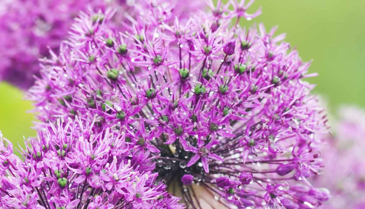 Purple Sensation is a classic allium variety with bright violet blooms and a medium height