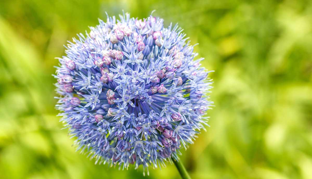 They bloom in late spring and stay relatively short