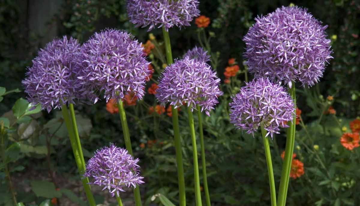 producing large purple flower balls held high on sturdy stems