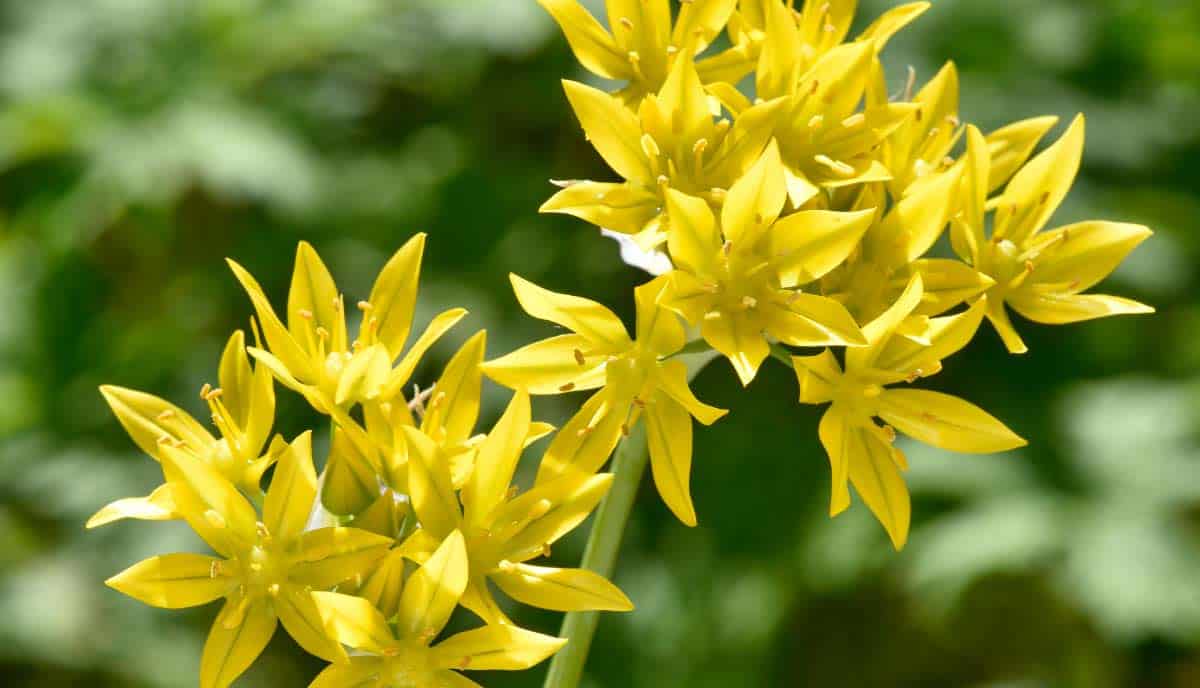 Golden alliums feature cheerful yellow star shaped flowers that bloom in late spring