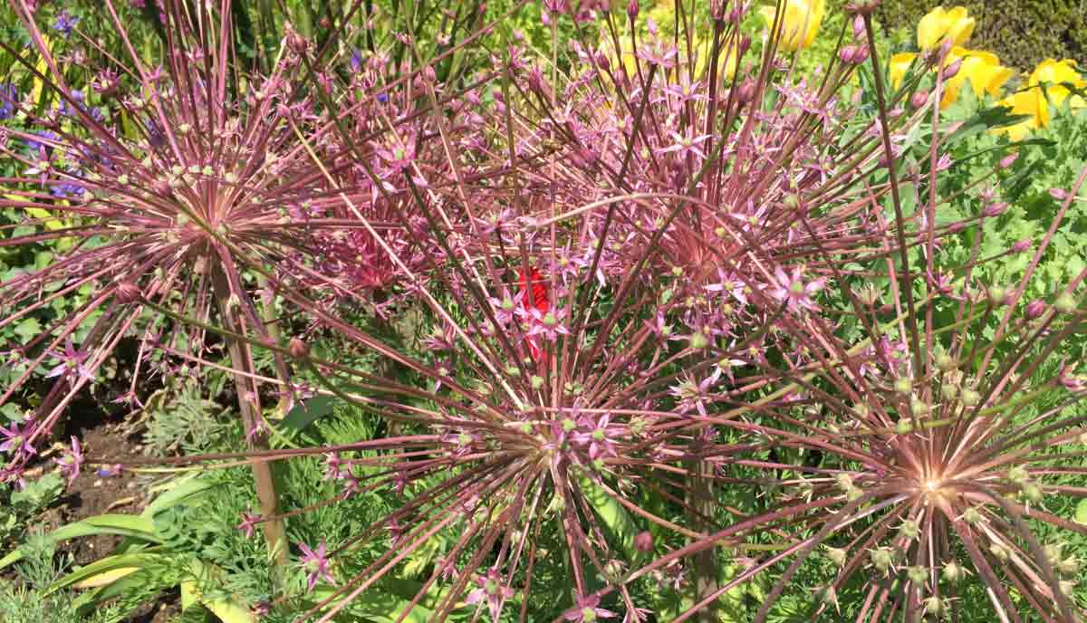 The blooms spread outward in a dramatic artistic form and are often used as statement plants