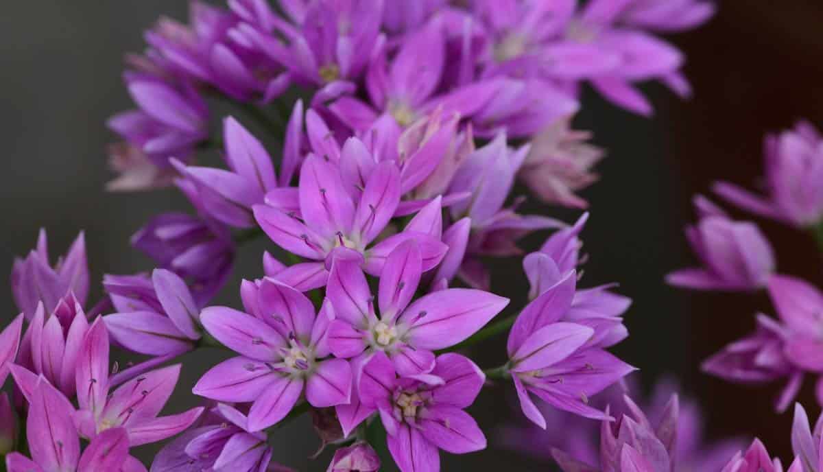 It blooms in late spring and spreads gently over time