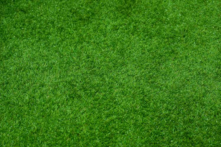 Artificial turf stays green year round