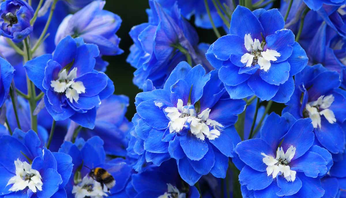 Aurora Blue delphinium is a compact variety with vibrant blue blooms and a white center