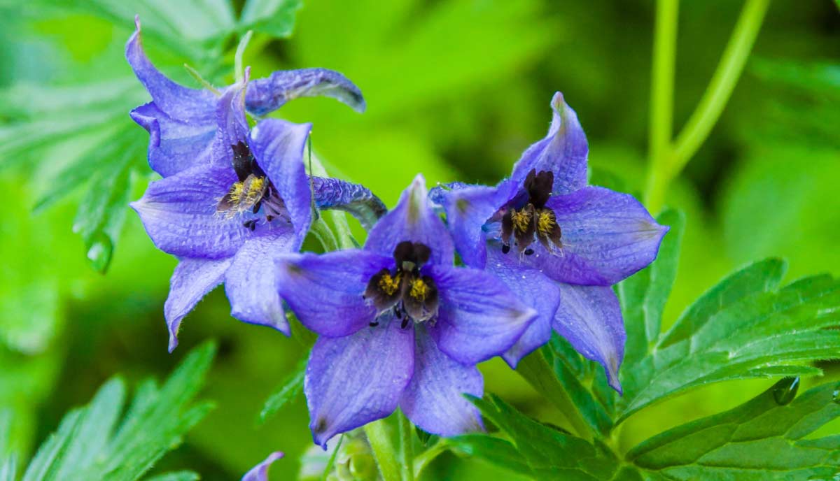 It blooms in early summer and adds depth and contrast to garden beds