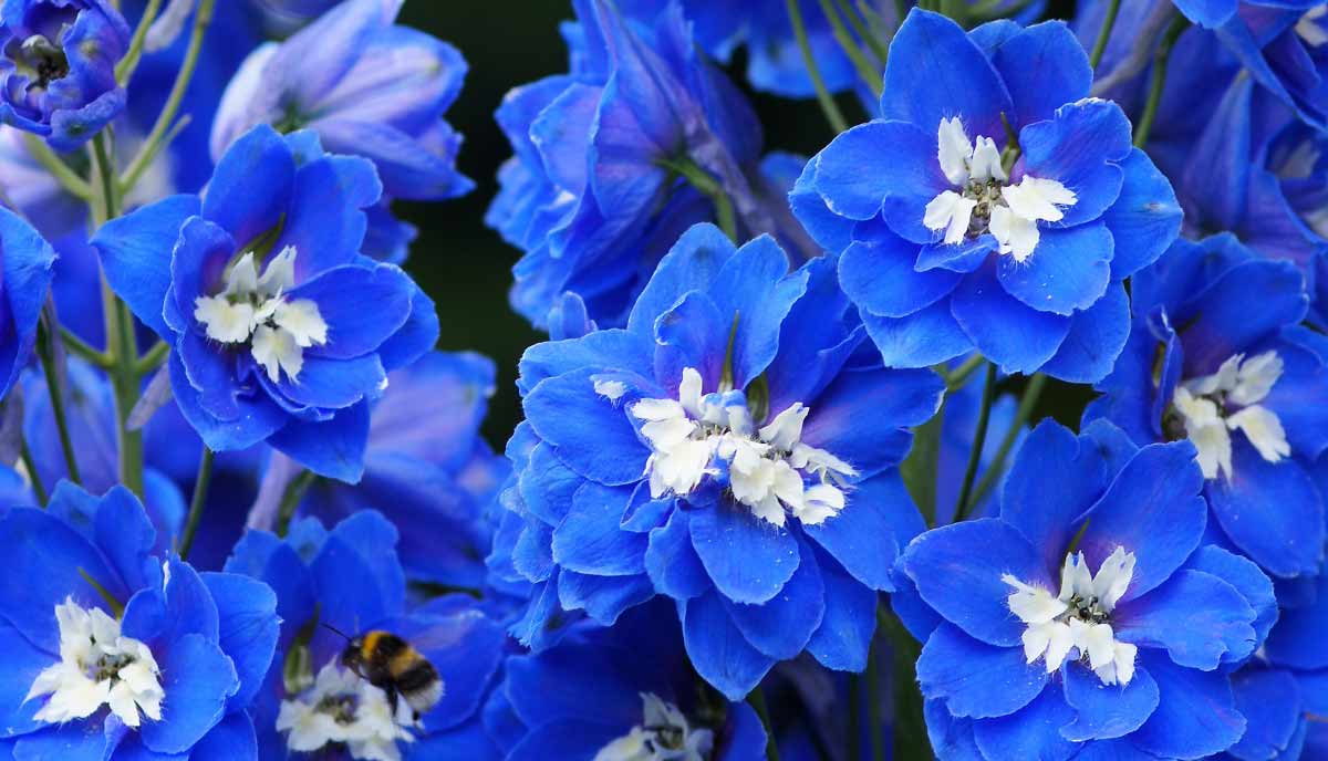 Blue Bird delphinium produces bright sky blue flowers with a white center