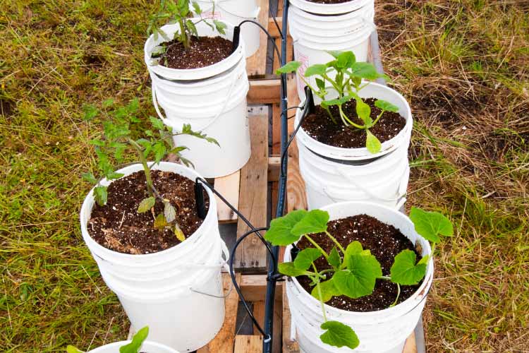 A bucket veggie garden is both simple and flexible