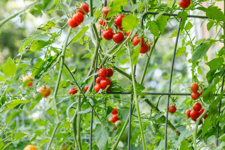 unobtrusive vertical garden that creates a living green wall on your deck