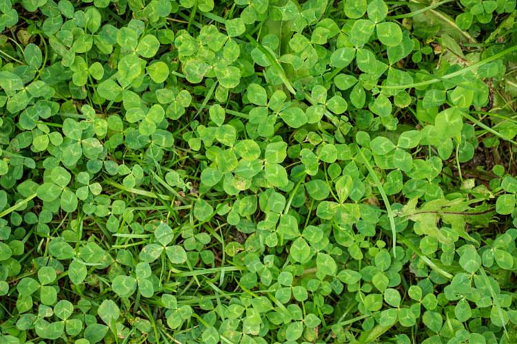 Clover also enriches your soil naturally