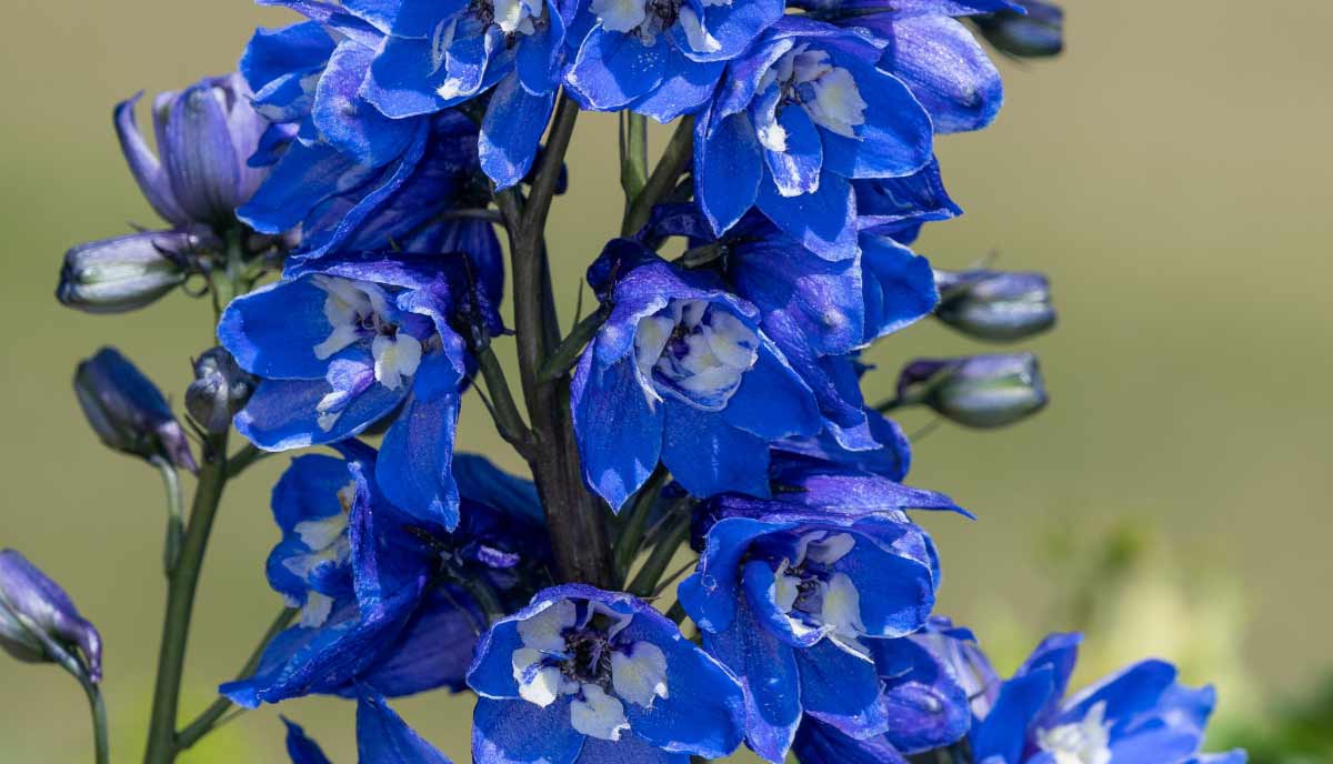 The flowers are densely packed along tall spikes