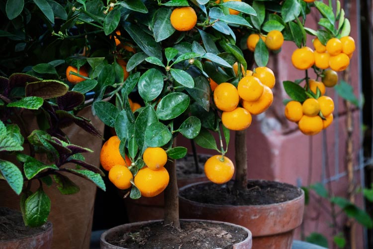 Compact potted fruit trees add life