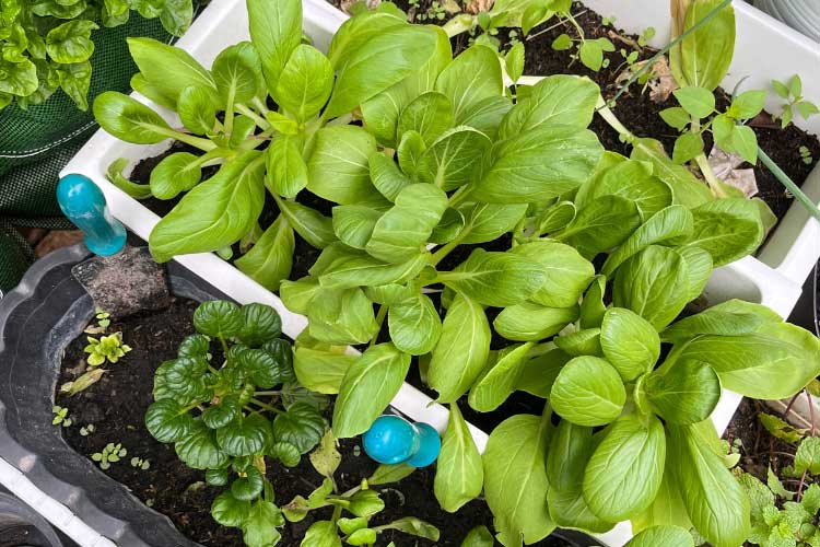 Apartment decks and container gardens go hand in hand