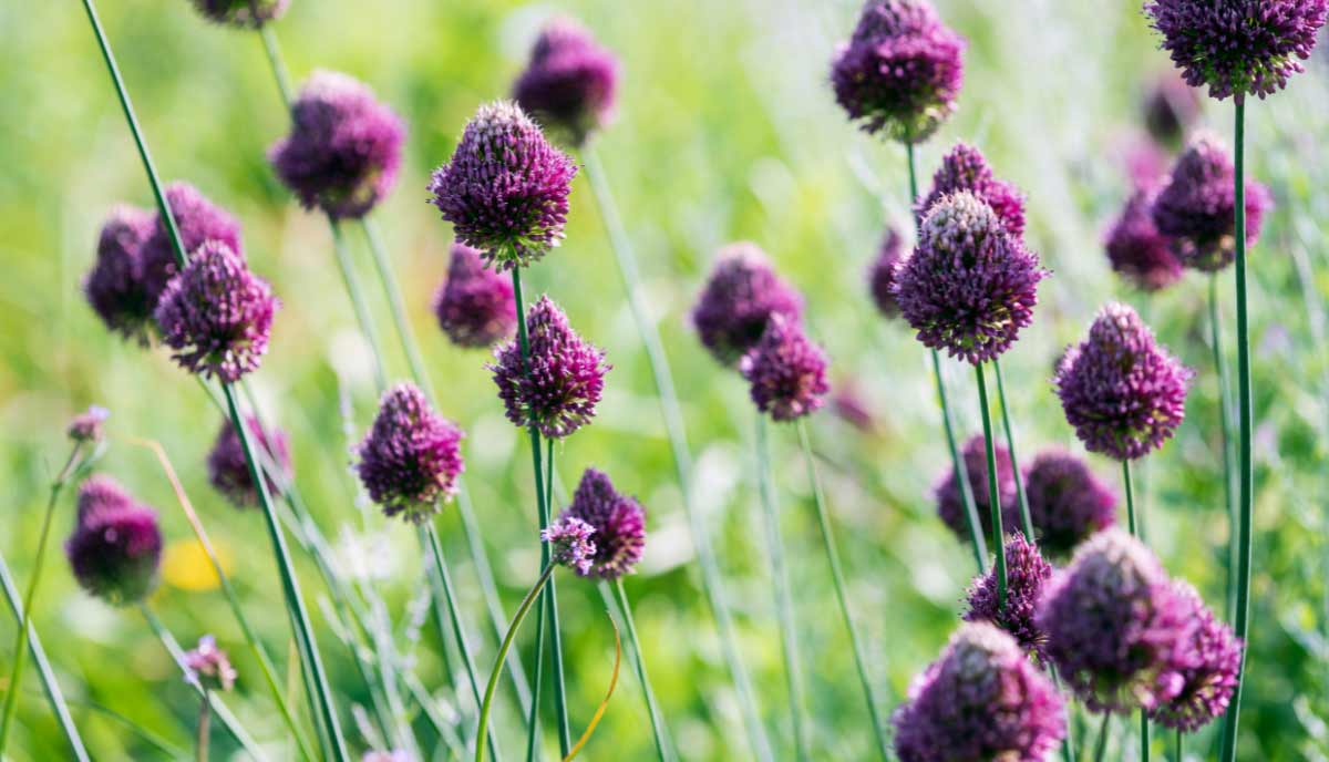They bloom in early summer and add movement and texture to garden beds