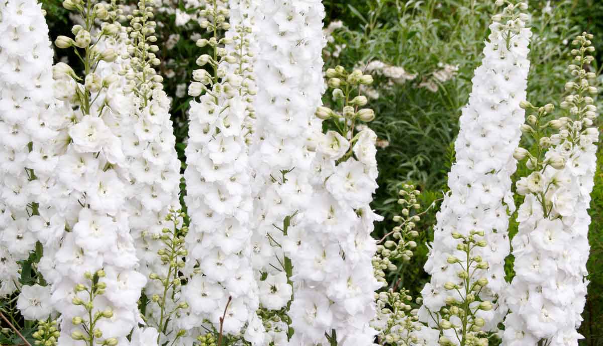 Galahad delphinium produces tall spikes of pure white flowers