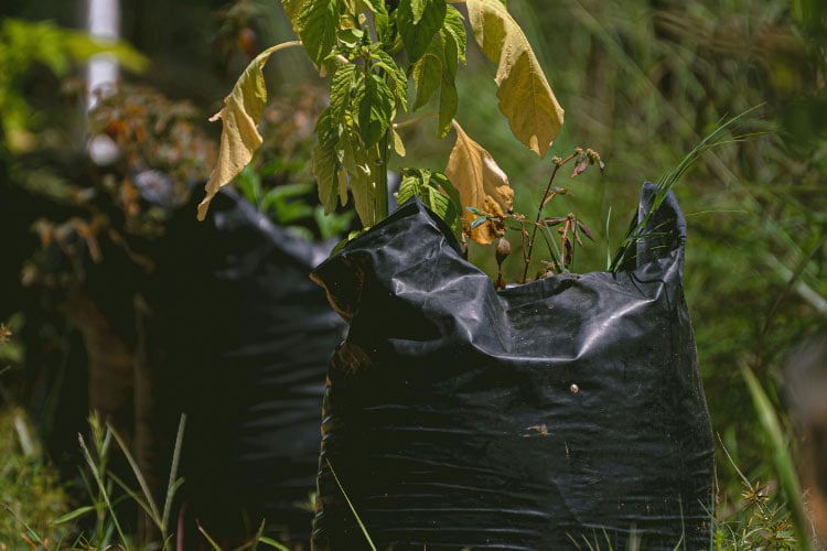 Grow bags are very popular at the moment because they are flexible
