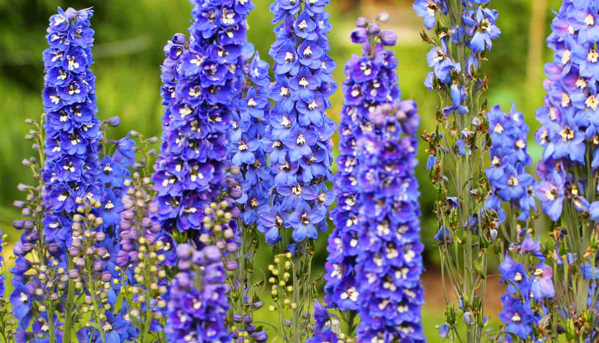 It blooms earlier than many other varieties and provides strong, reliable color in the garden