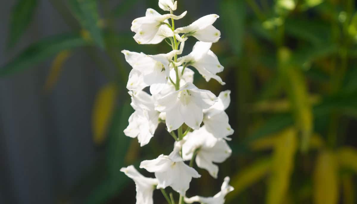 The clean color works well in formal gardens and pairs beautifully with bold or pastel plants