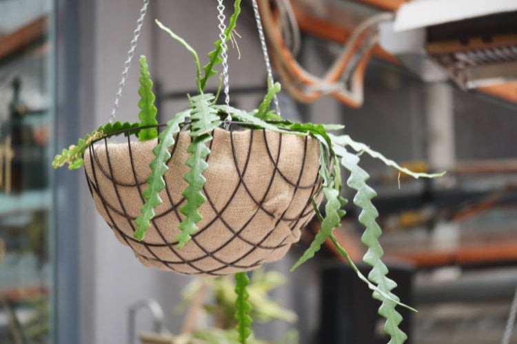 You can even bring out the succulents for this vertical deck garden idea