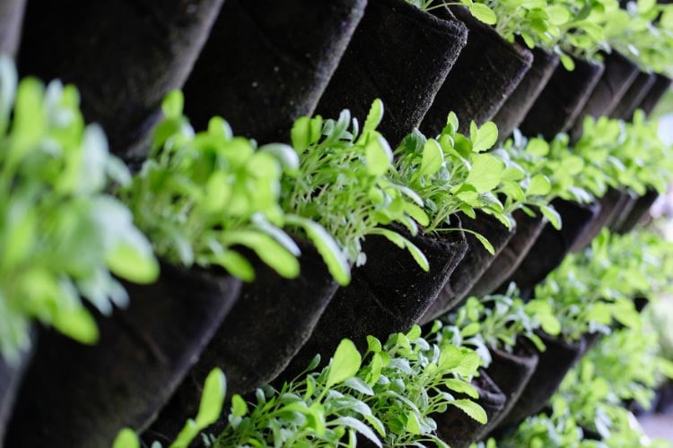 Grow bags are a special invention made of fabric