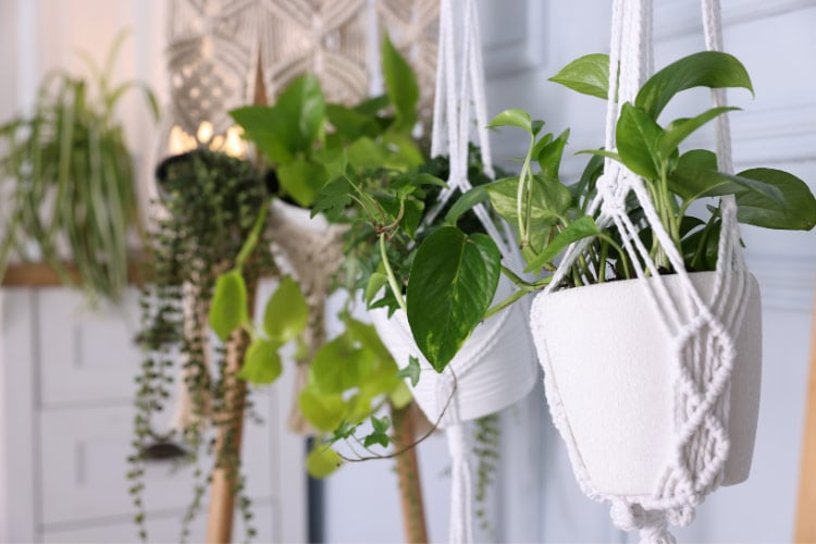 you can always use a pergola or freestanding frame to hang some potted plants from hooks