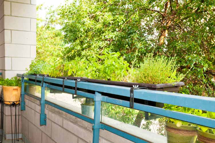 the boxes need to be deep to support root growth and prevent rapid drying