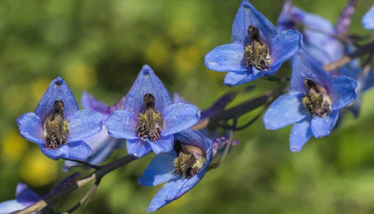 King Arthur delphinium is known for its vibrant royal blue flowers with dark centers