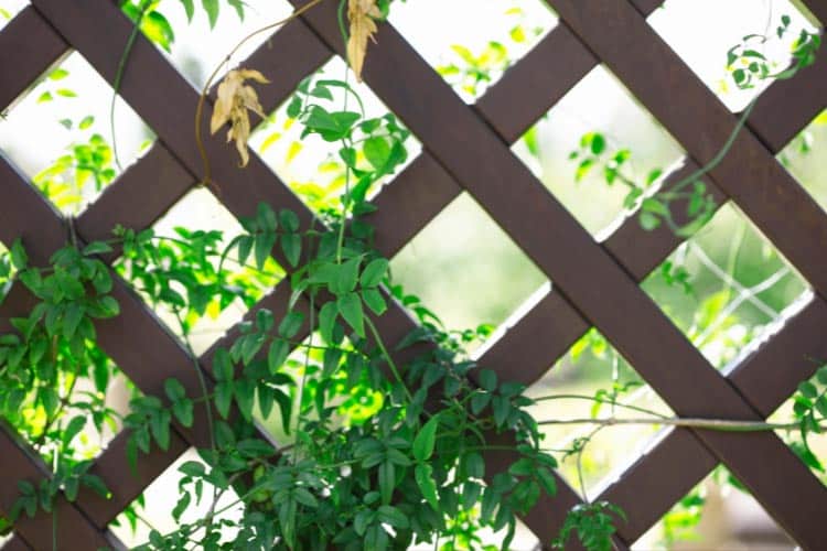 Lattice panels are a great option