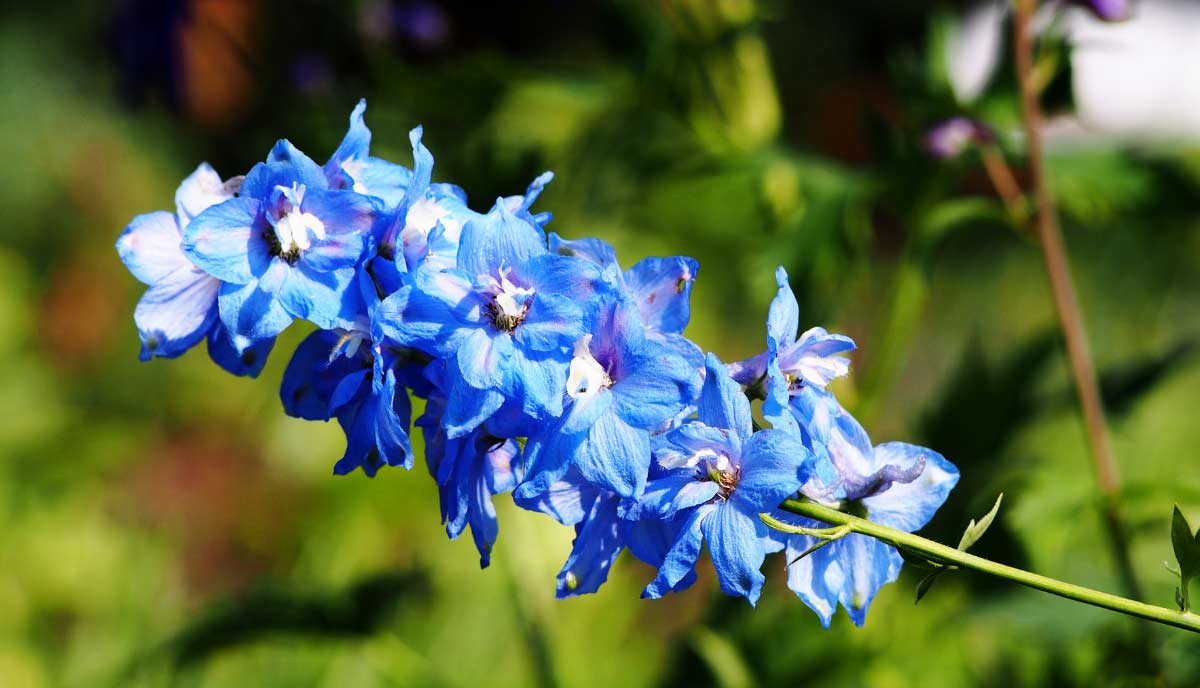 Magic Fountains Blue delphinium is a more compact variety with rich blue flowers and a white center