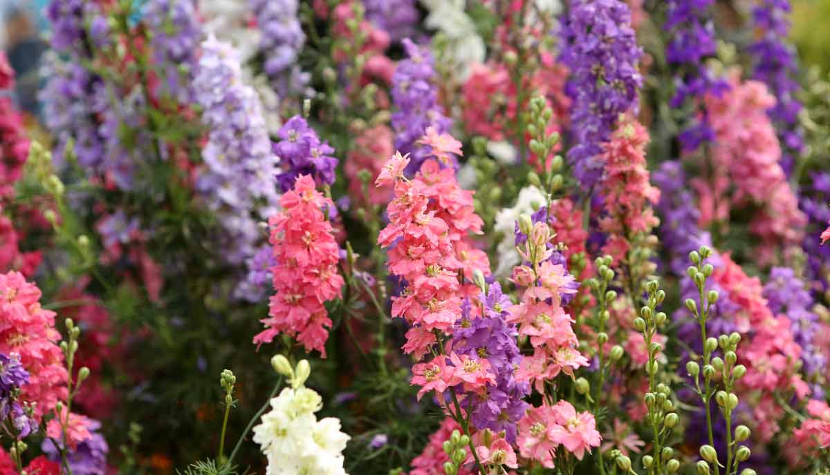 The plants stay shorter than traditional delphiniums while still delivering impressive flower spikes