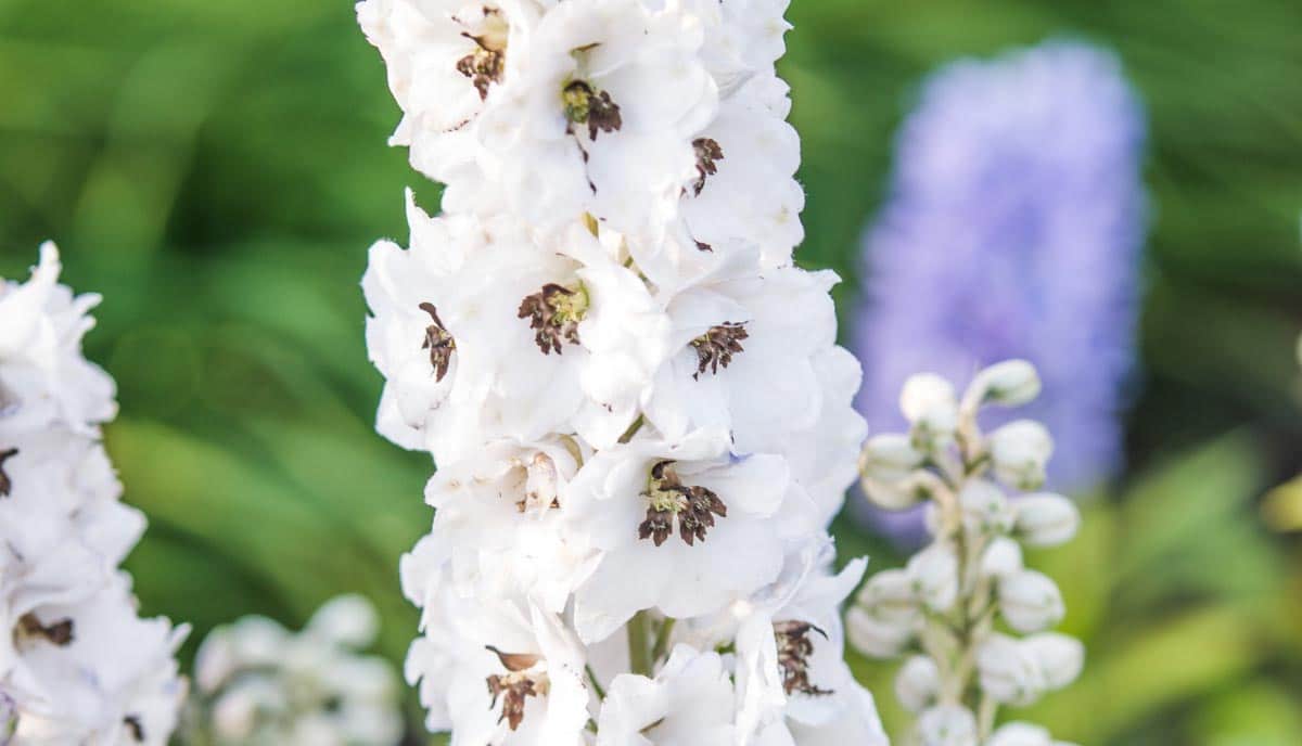 Magic Fountains White delphinium produces clean white flower spikes that brighten garden beds and borders