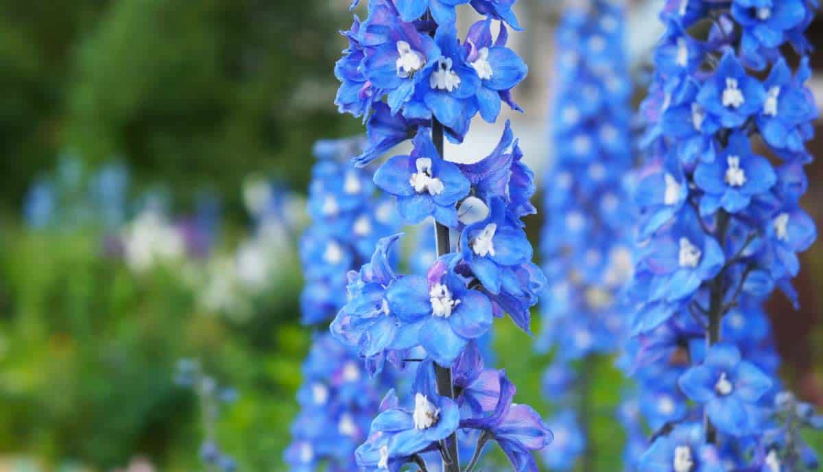Pacific Giant Blue delphinium is a classic variety known for its tall flower spikes covered in deep blue blooms