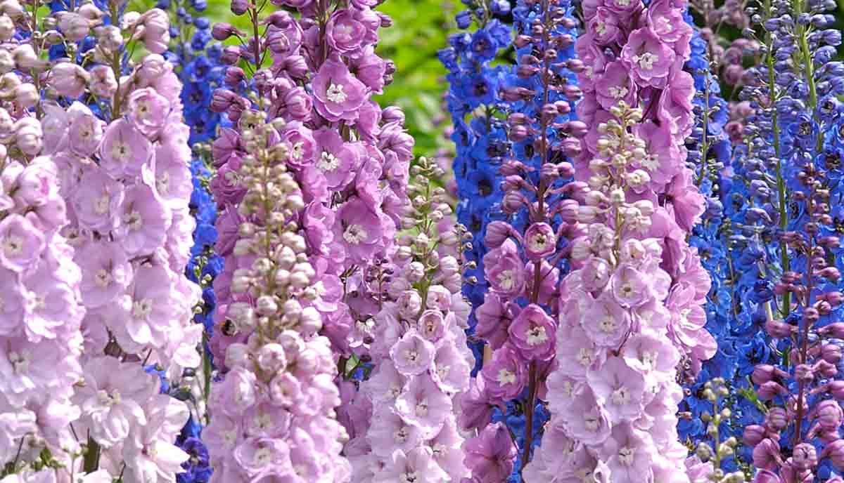 perfect for gardeners who want variety without choosing individual colors