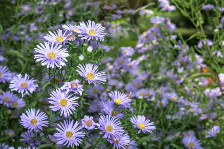 Perennial flowers offer color that sticks without yearly replanting