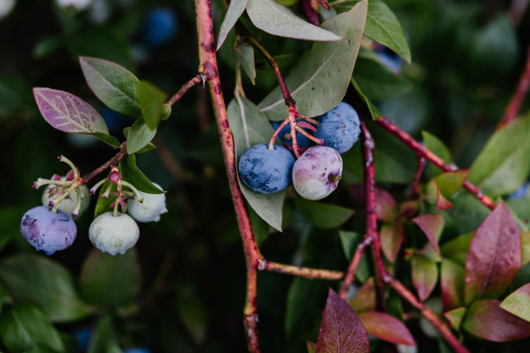 seasonal fruit of blueberry bushes make them attractive right throughout the year