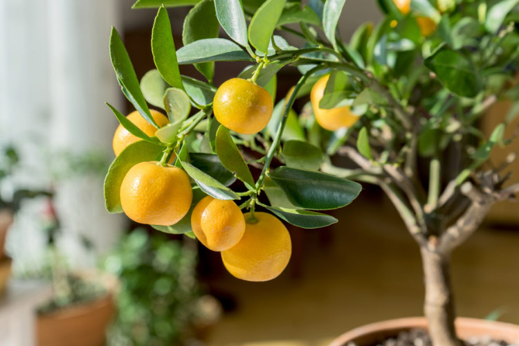Citrus trees do love sun