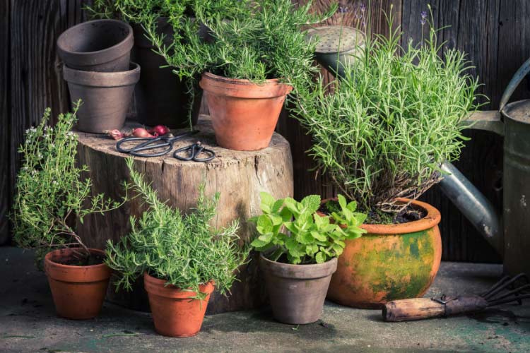 Herbs deter pests and add subtle fragrance to your deck