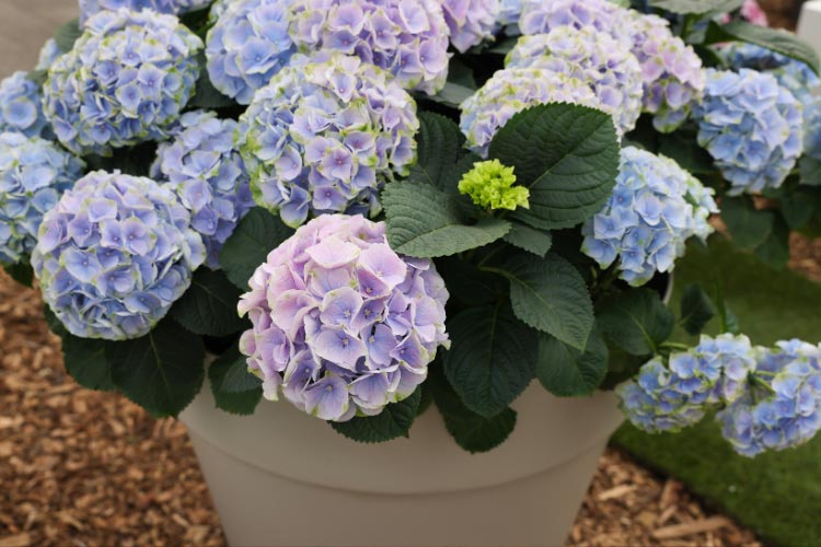 Choose large pots that can support their root systems and prevent them from drying out