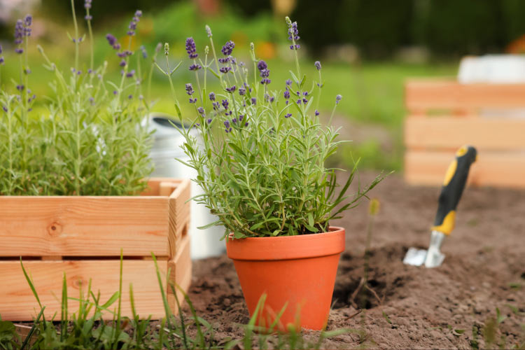 Lavender is a classic