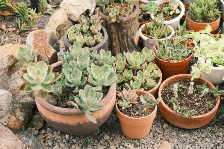 Potted plants are the best when it comes to renter friendly gardening