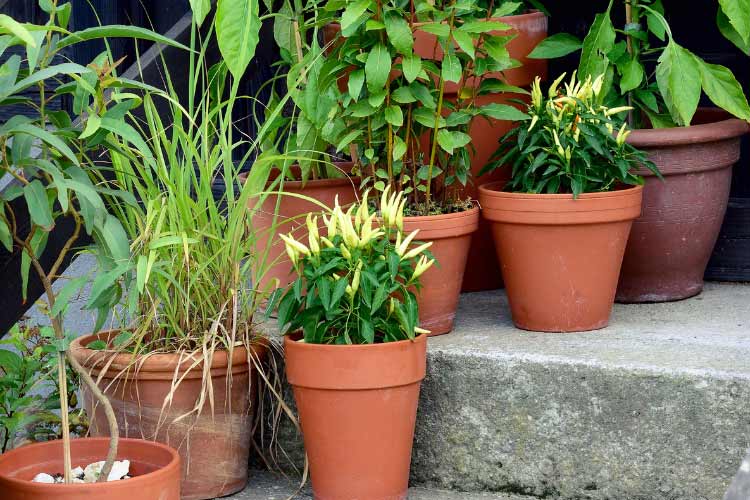 an instant upgrade without digging in the soil around your deck and the pots can be moved as seasons change