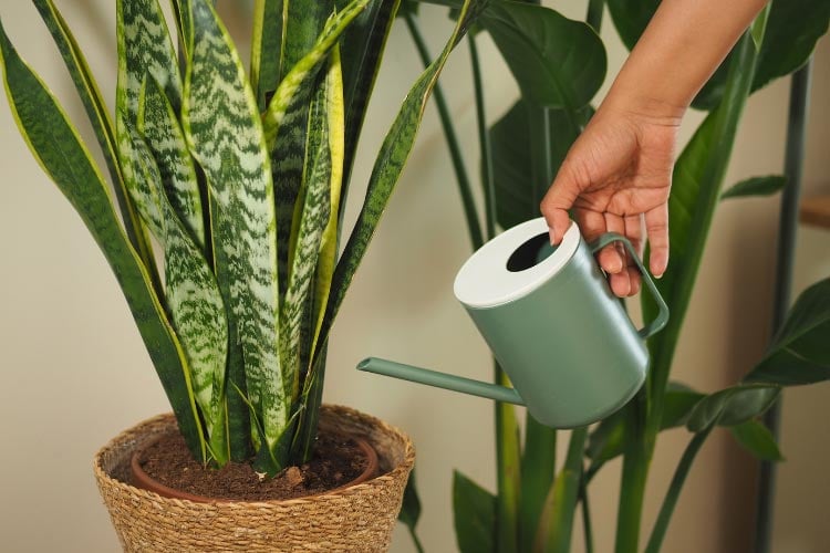 this plant is perfect for your deck because it tolerates low light