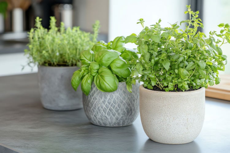Don not underestimate small herb pots as a way to bring edible plants to your small deck
