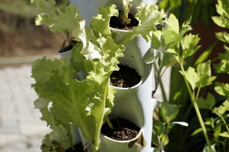 Stackable planter towers are designed to house multiple plants