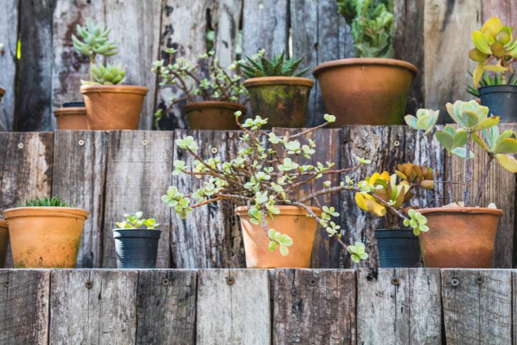 Your succulent shelves should be protected from heavy rain