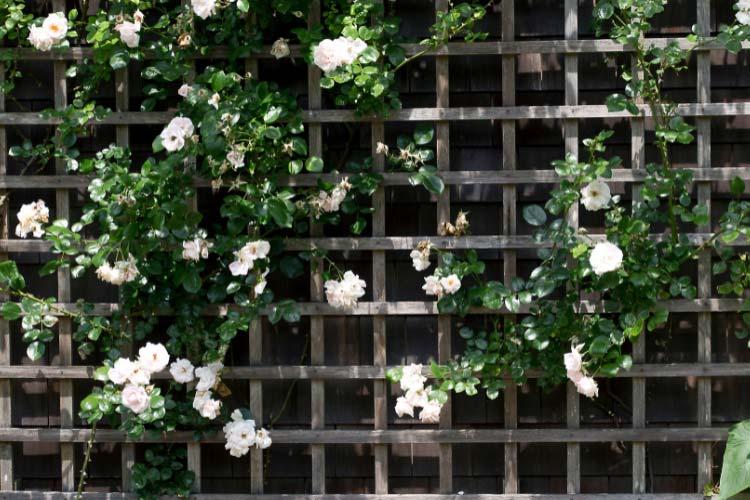 Something as simple as a couple of trellises against a blank wall can turn it into a climbing paradise